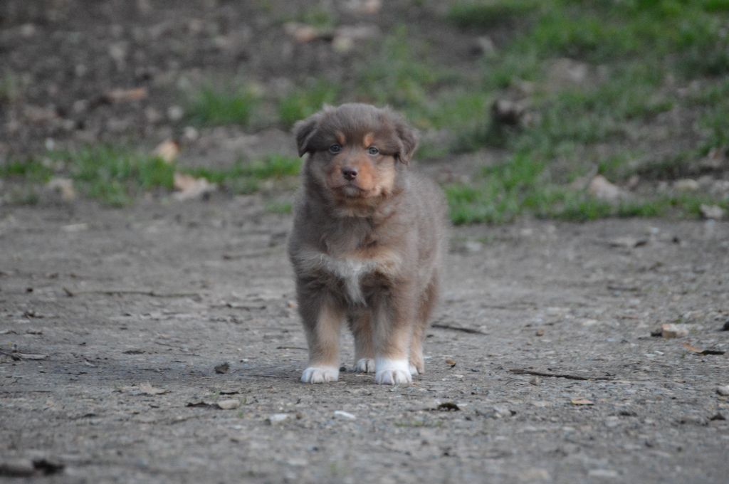 Des Bergers Des P'tits Ours - Chiot disponible  - Berger Australien