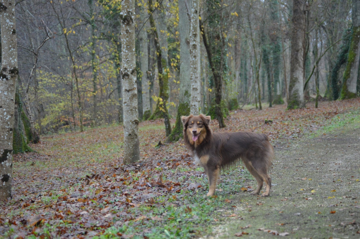 CH. Vvinne l'ourson Des Bergers Des P'tits Ours