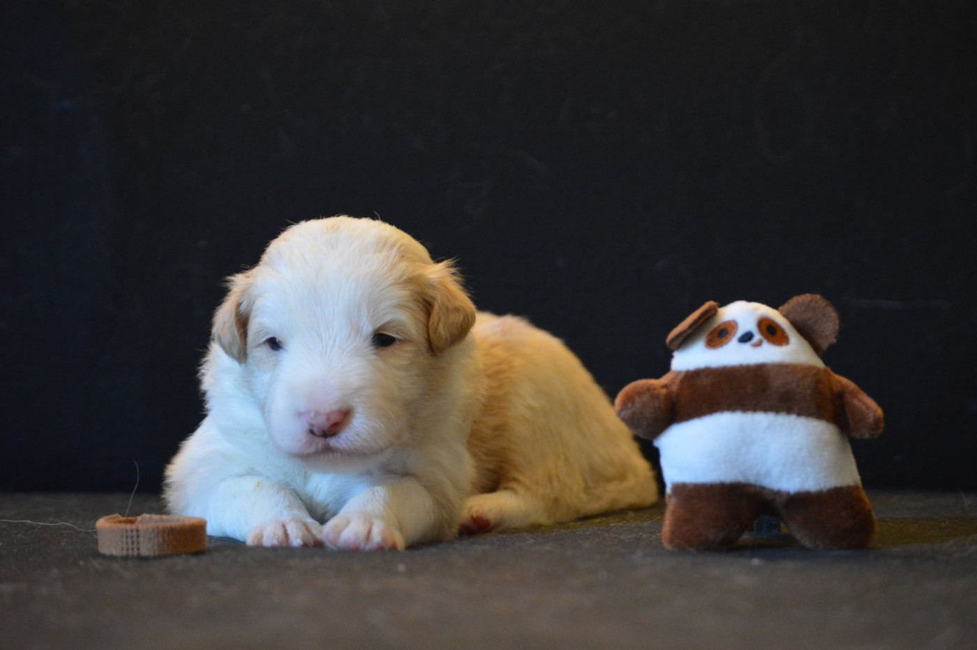 Des Bergers Des P'tits Ours - Chiots disponibles - Border Collie