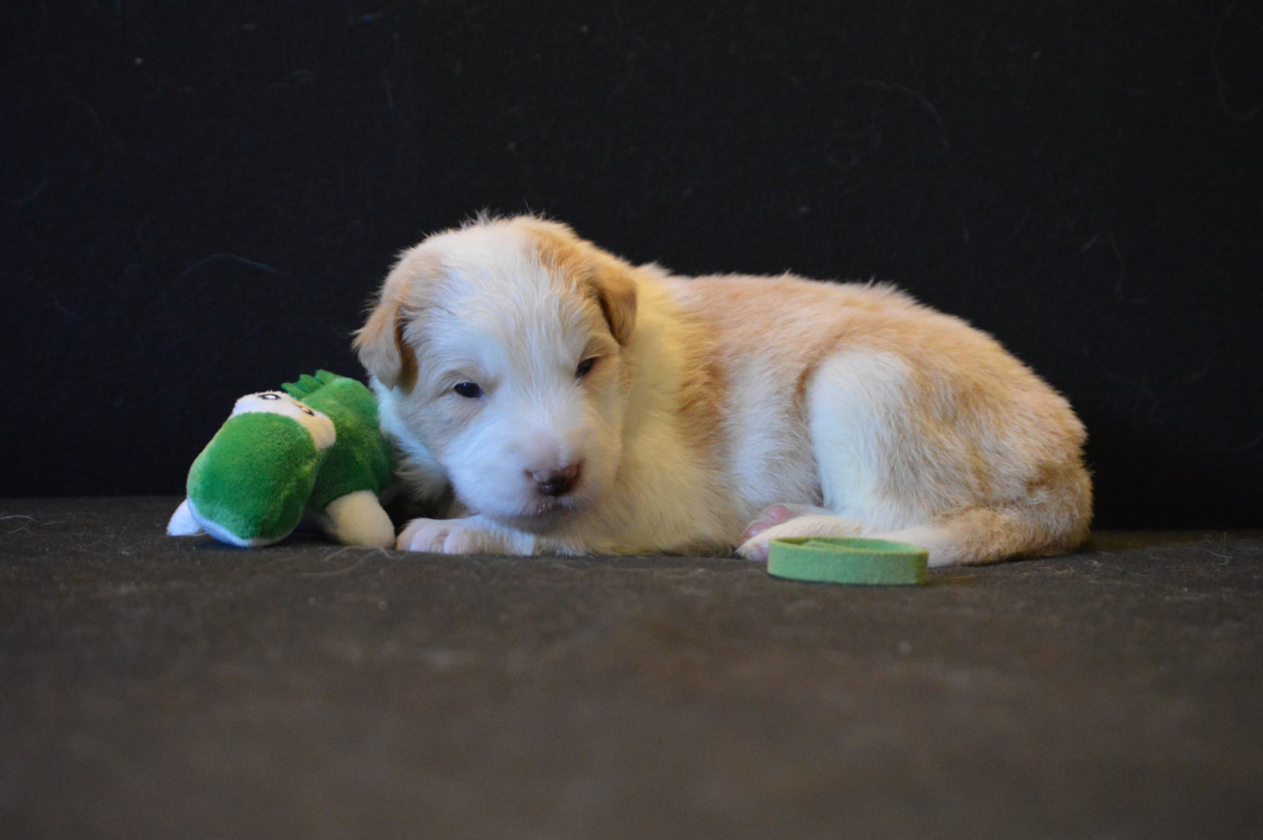 Des Bergers Des P'tits Ours - Chiots disponibles - Border Collie