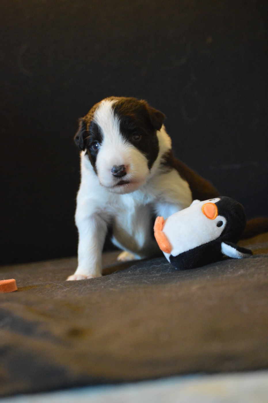 Des Bergers Des P'tits Ours - Chiots disponibles - Border Collie