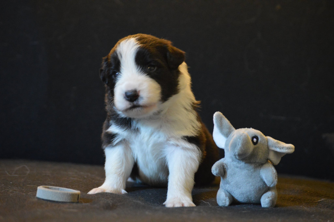 Des Bergers Des P'tits Ours - Chiots disponibles - Border Collie