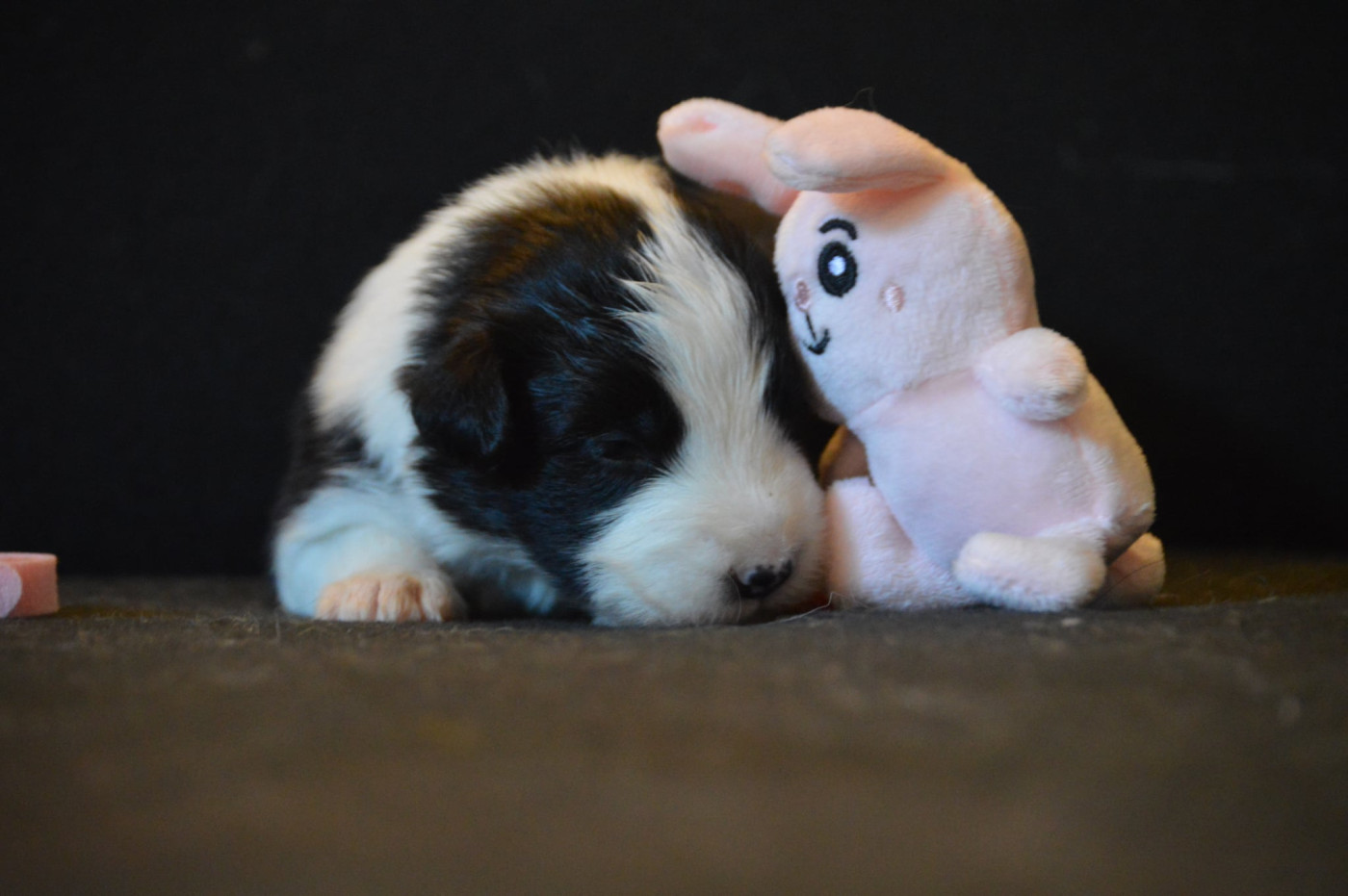 Des Bergers Des P'tits Ours - Chiots disponibles - Border Collie