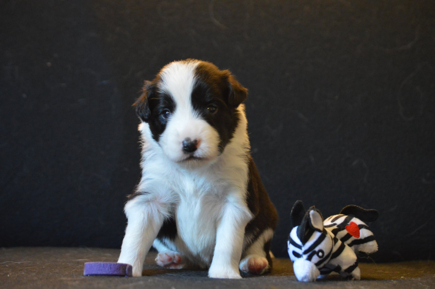 Des Bergers Des P'tits Ours - Chiots disponibles - Border Collie