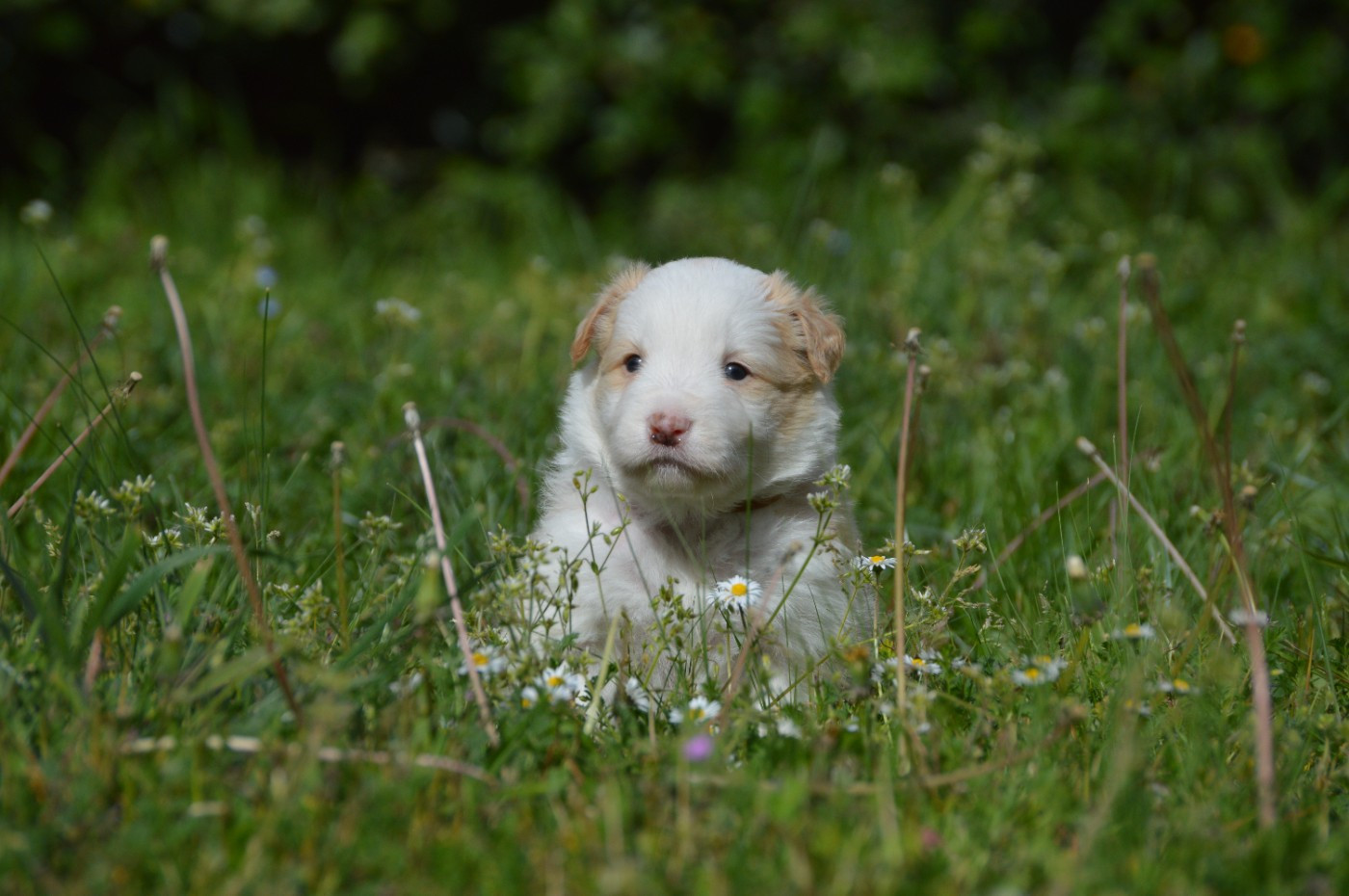 Des Bergers Des P'tits Ours - Chiots disponibles - Border Collie