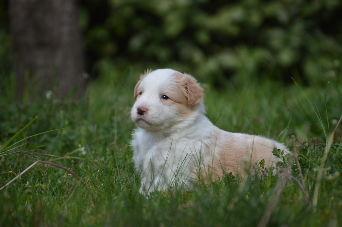 Des Bergers Des P'tits Ours - Chiots disponibles - Border Collie