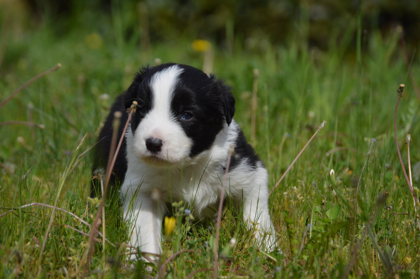 Des Bergers Des P'tits Ours - Chiots disponibles - Border Collie