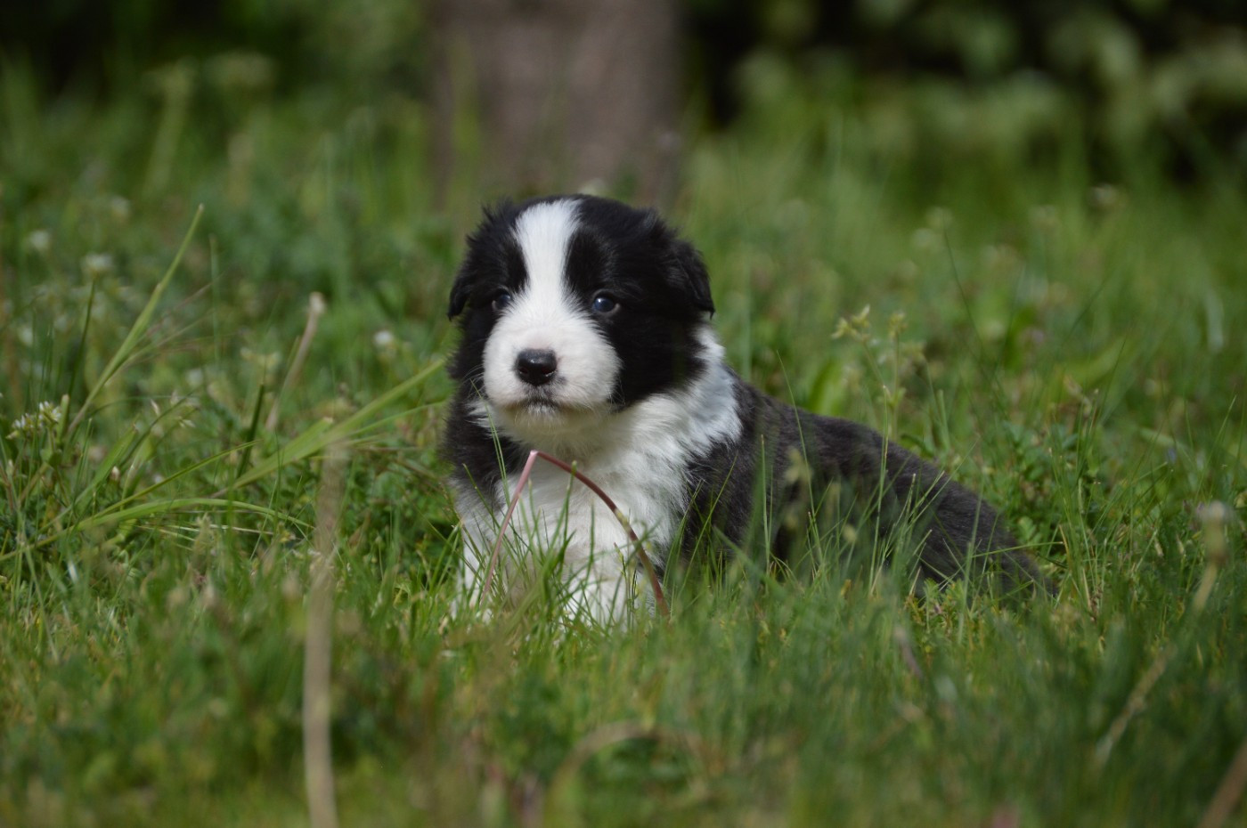 Des Bergers Des P'tits Ours - Chiots disponibles - Border Collie