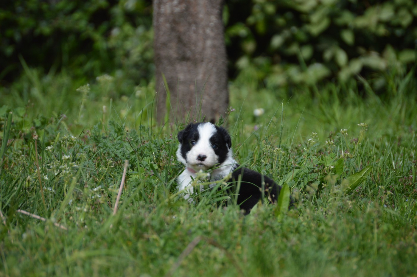 Des Bergers Des P'tits Ours - Chiots disponibles - Border Collie