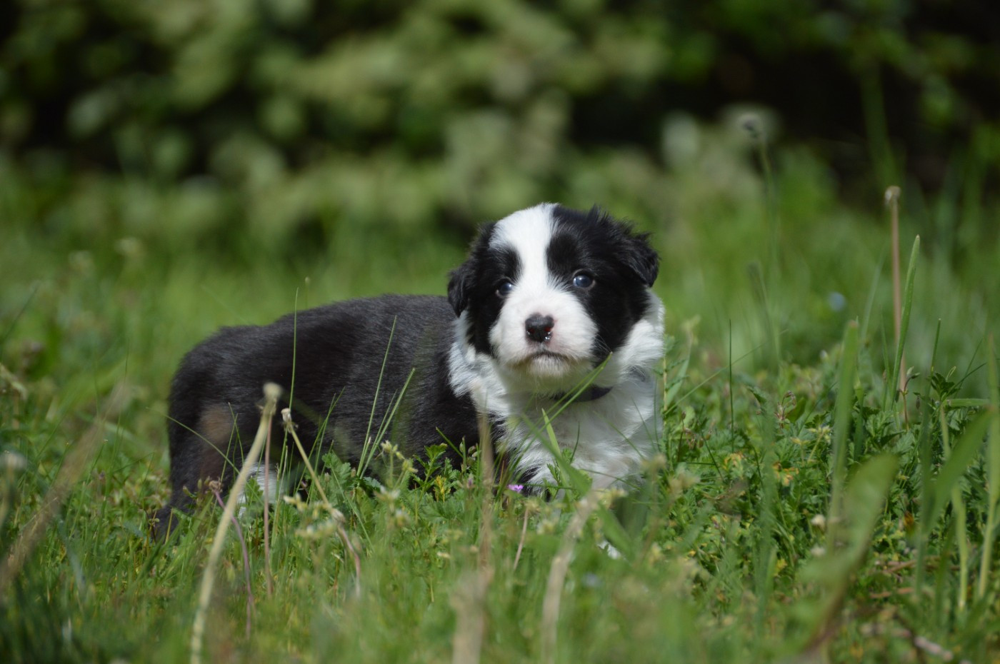 Des Bergers Des P'tits Ours - Chiots disponibles - Border Collie