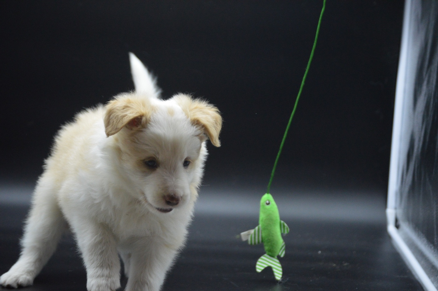 Des Bergers Des P'tits Ours - Chiots disponibles - Border Collie