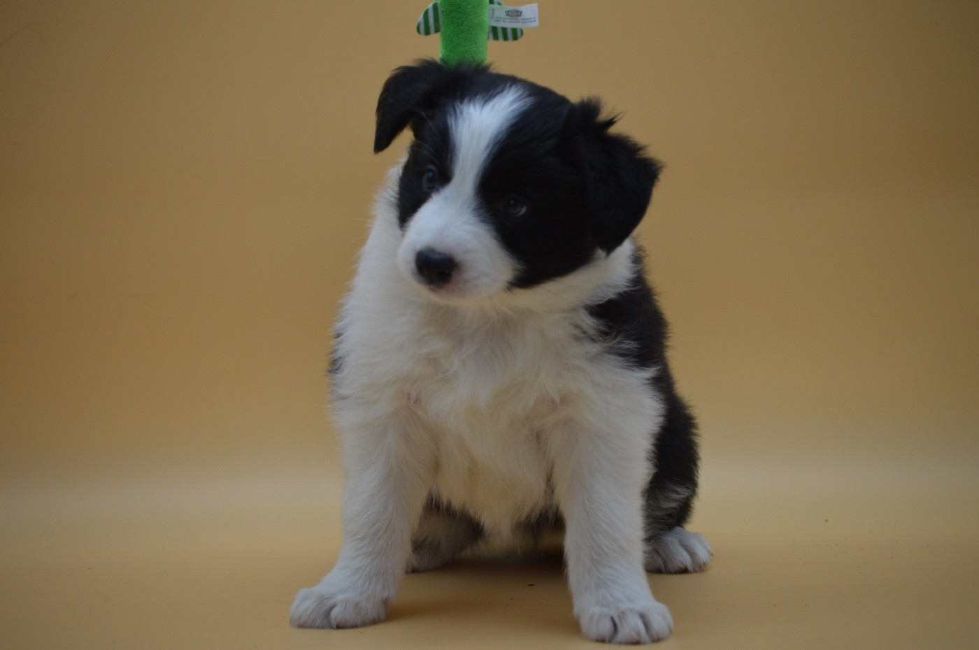 Des Bergers Des P'tits Ours - Chiots disponibles - Border Collie