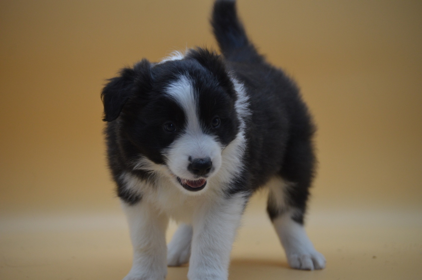 Des Bergers Des P'tits Ours - Chiots disponibles - Border Collie