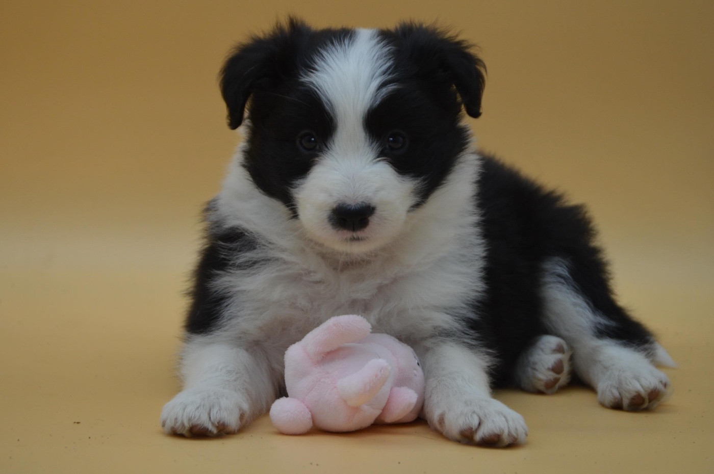 Des Bergers Des P'tits Ours - Chiots disponibles - Border Collie