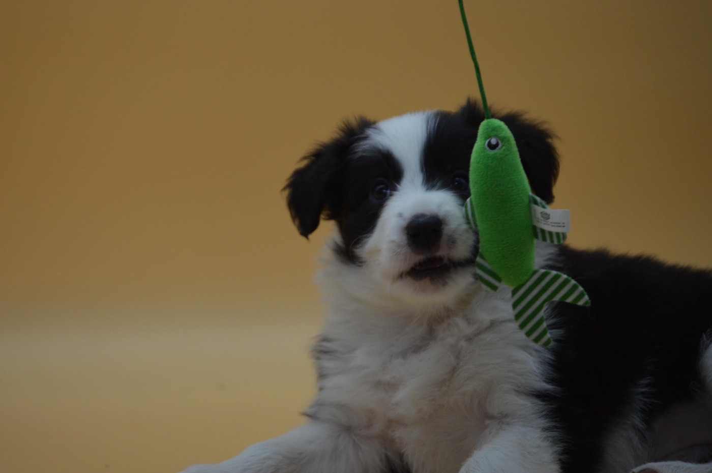 Des Bergers Des P'tits Ours - Chiots disponibles - Border Collie