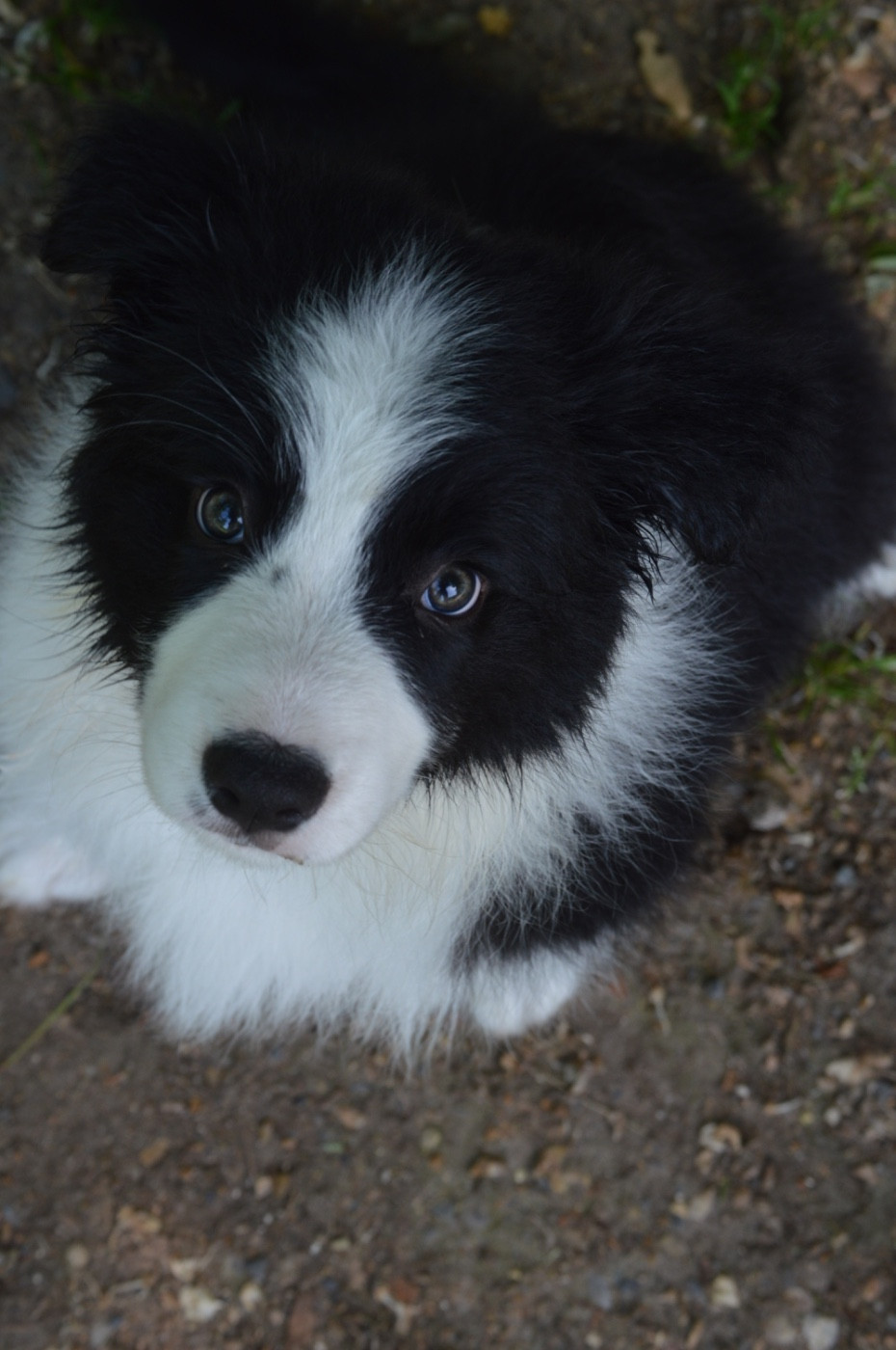 Des Bergers Des P'tits Ours - Chiots disponibles - Border Collie