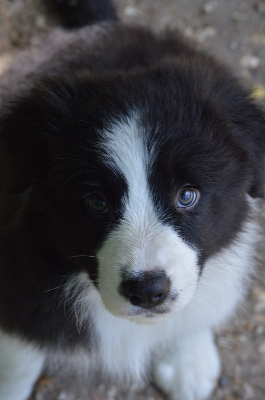 Des Bergers Des P'tits Ours - Chiots disponibles - Border Collie