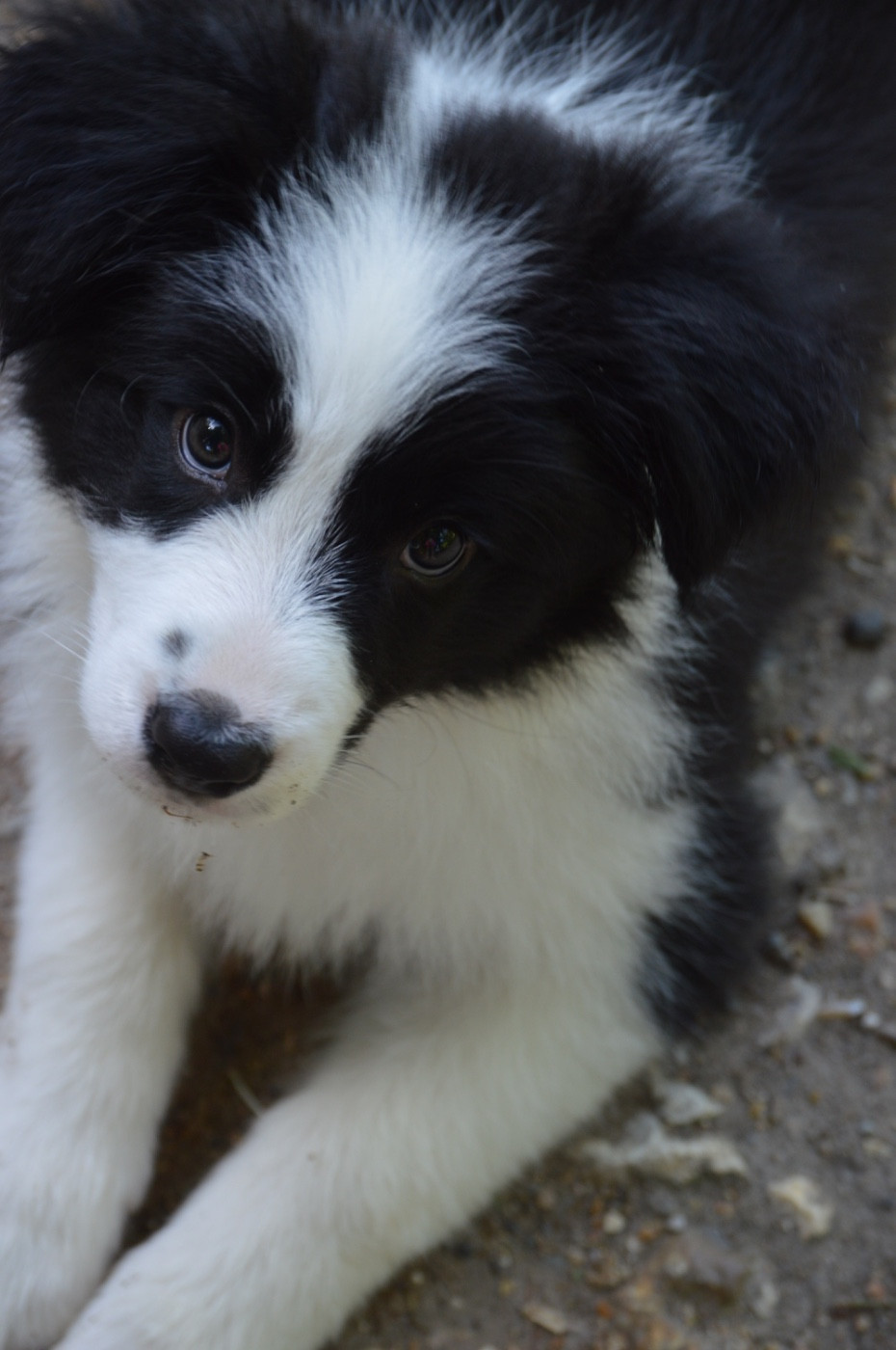 Des Bergers Des P'tits Ours - Chiots disponibles - Border Collie