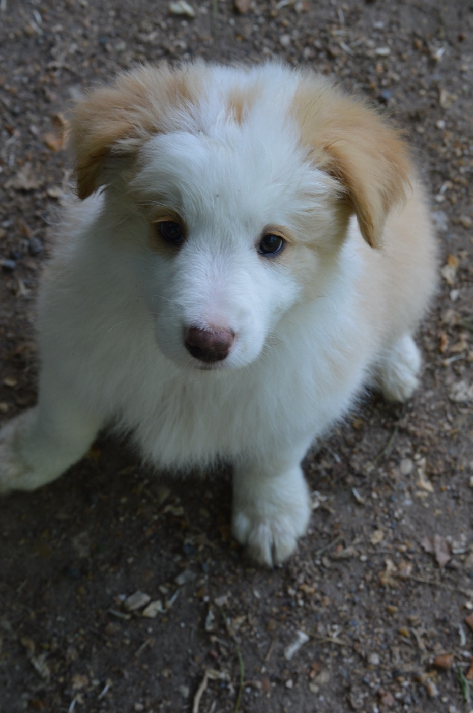Des Bergers Des P'tits Ours - Border Collie - Portée née le 28/03/2026