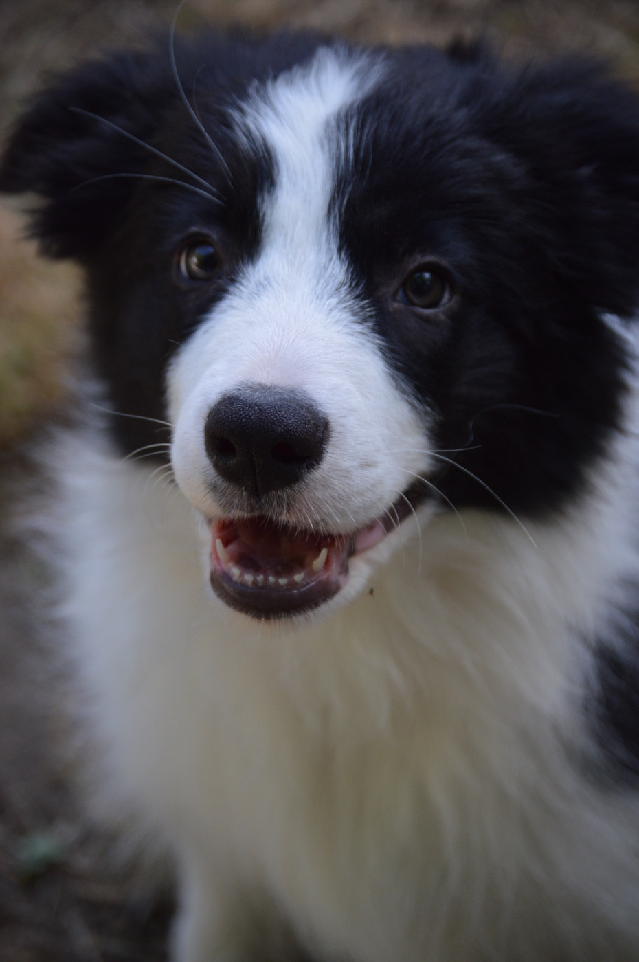 Des Bergers Des P'tits Ours - Chiots disponibles - Border Collie