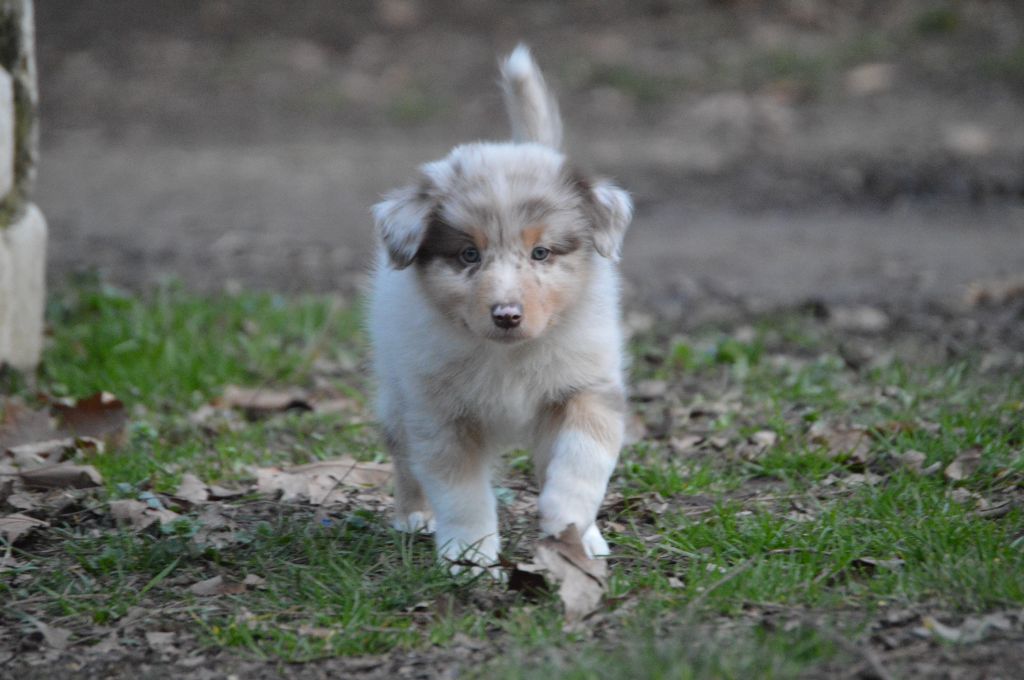 Des Bergers Des P'tits Ours - Chiots disponibles - Berger Australien