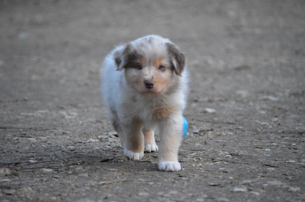 Des Bergers Des P'tits Ours - Chiots disponibles - Berger Australien