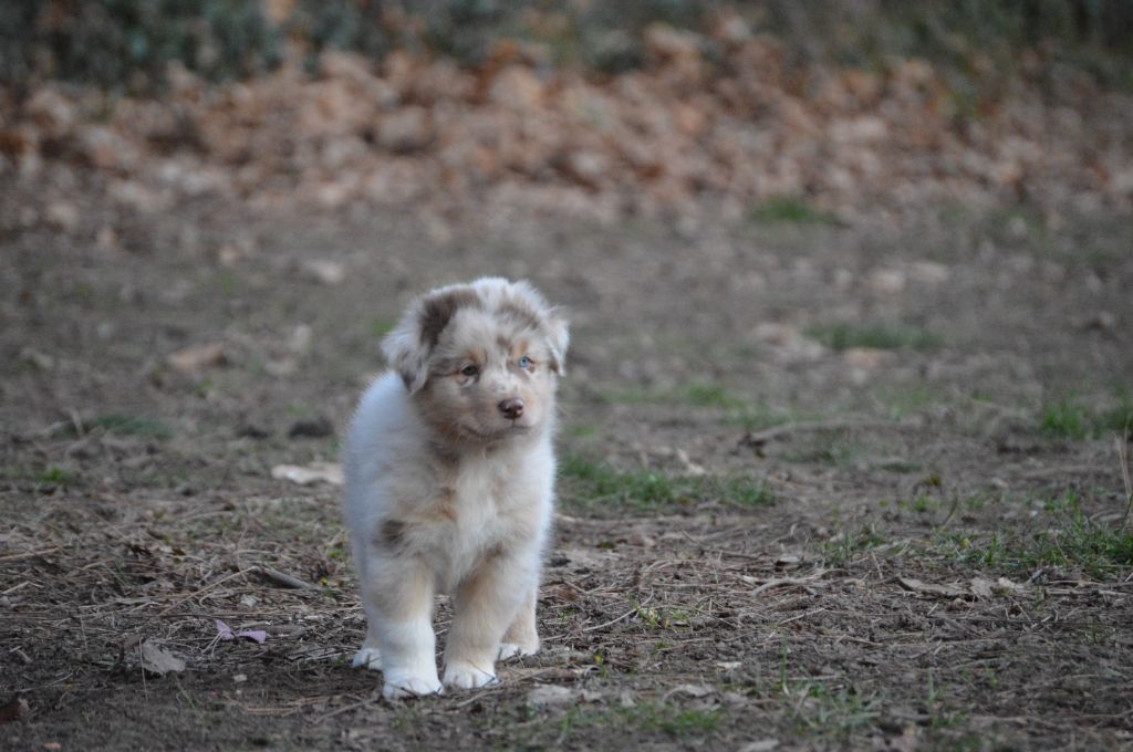 Des Bergers Des P'tits Ours - Chiots disponibles - Berger Australien